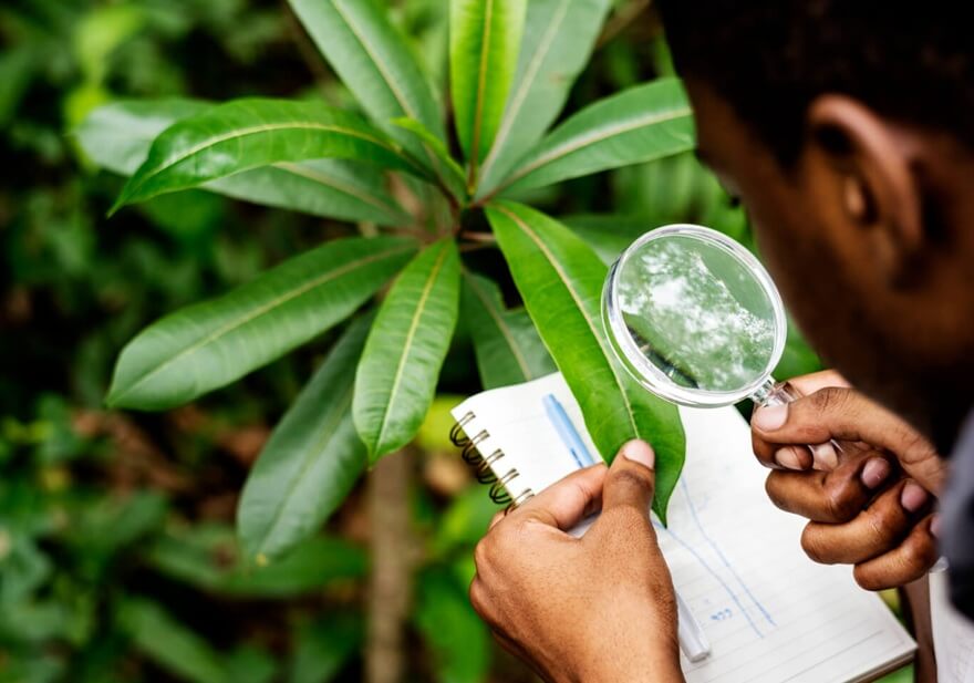 Regularna lustracja - profilaktyka chorób i szkodników roślin